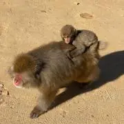 ミミ✿