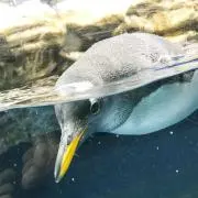 Ariの画像