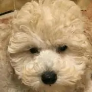 さくら