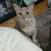 アストロライナー