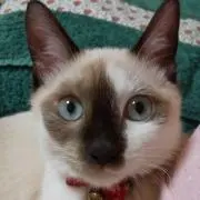 ぱとらの画像