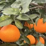 柑橘農園の画像