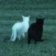 儚く散ったの画像