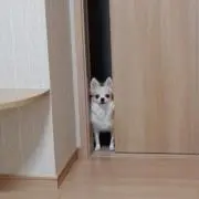 booの画像