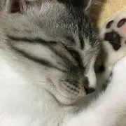 ロクミ