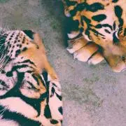 Lil Montyの画像