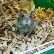 くまぽん