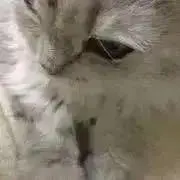 しゃなっち　プロフ読んで下さい♪の画像