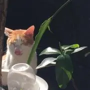 miwaの画像