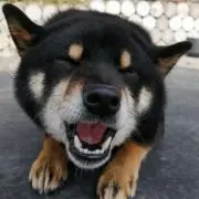 しば