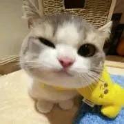 mikuの画像