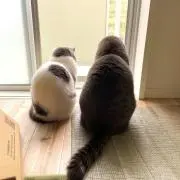 ねこ