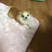 ちっくん