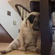 カペル、の画像