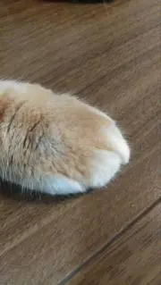 nanakoの画像