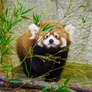 れさこの画像