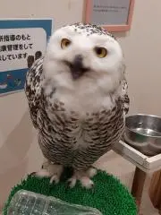Birthの画像