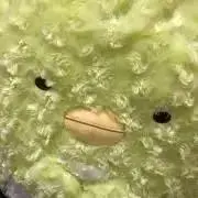 ぴよまる
