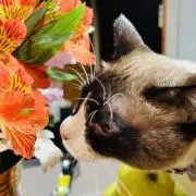 ぶん