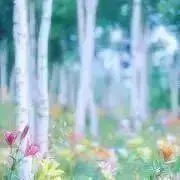 フランソワ_レア物扱有の画像