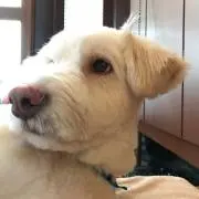 茶坊主