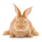 【れもん】プロフィールご確認くださいの画像