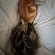 みらんの画像
