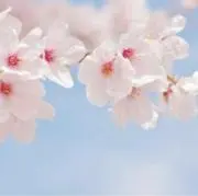 miioの画像