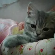 こいちご