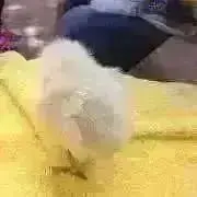 日波子の画像