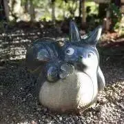 コウの画像
