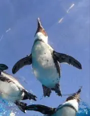 FKの画像