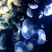 海月の画像