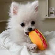 ももの画像