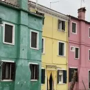 ボスドッグの画像