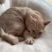 akemiの画像
