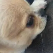 komの画像