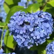 めいの画像