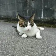ヒロンティーの画像