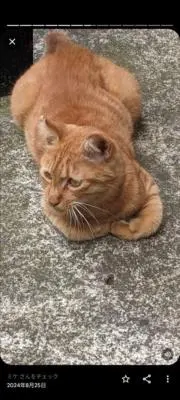ミケ