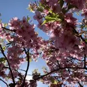 柏木の画像