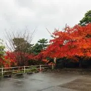 ミズの