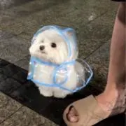 さくらの画像