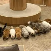 まるの画像