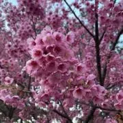 ミヤの画像