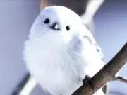 シマエナガの画像