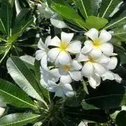 N✿✿Gの画像
