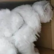 ふじの