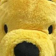 かまめ
