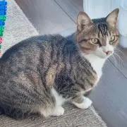 おはな
